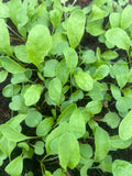 Rocket (Arugula)