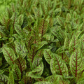 Blood Sorrel - 30g