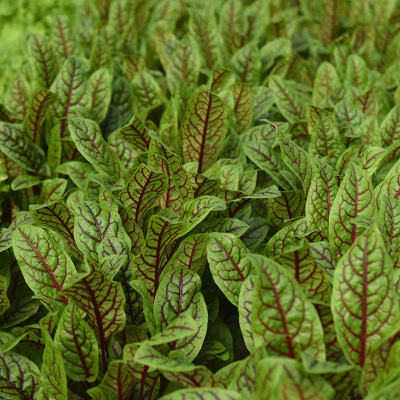 Blood Sorrel - 30g