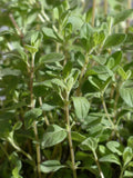 Marjoram - 50g