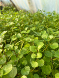 Watercress - 50g & 100g