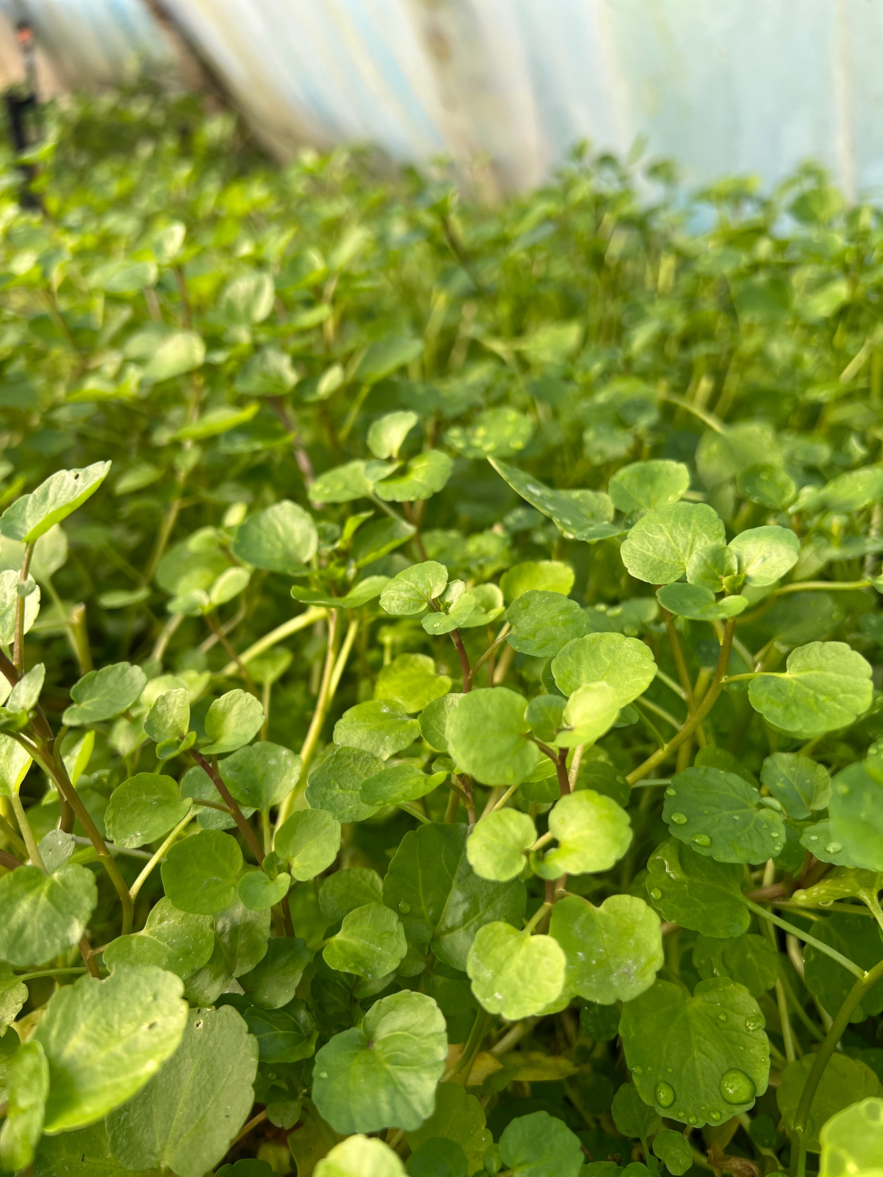 Watercress - 50g & 100g