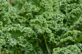 Curly Kale - 500g bunch