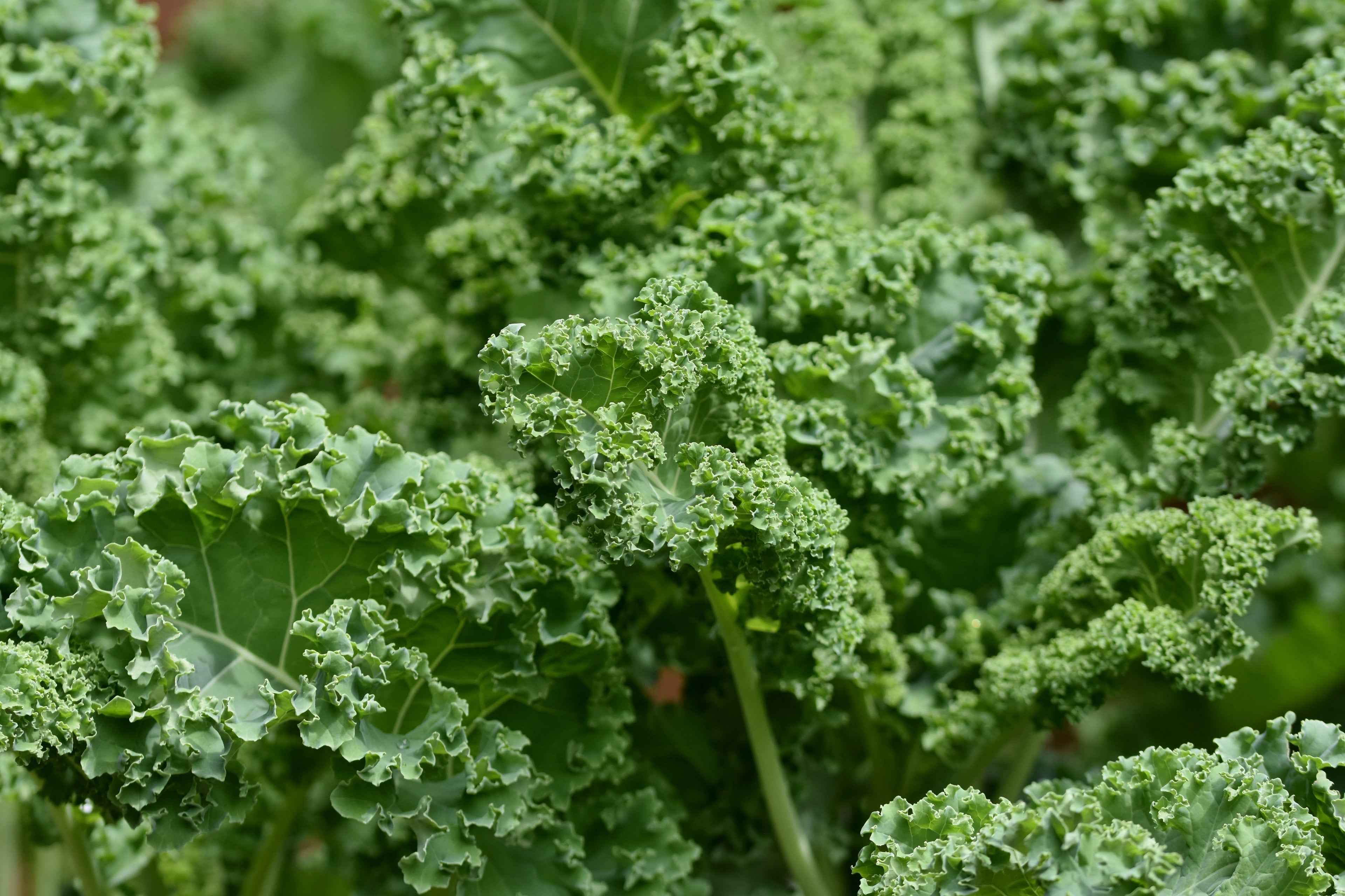 Curly Kale - 500g bunch