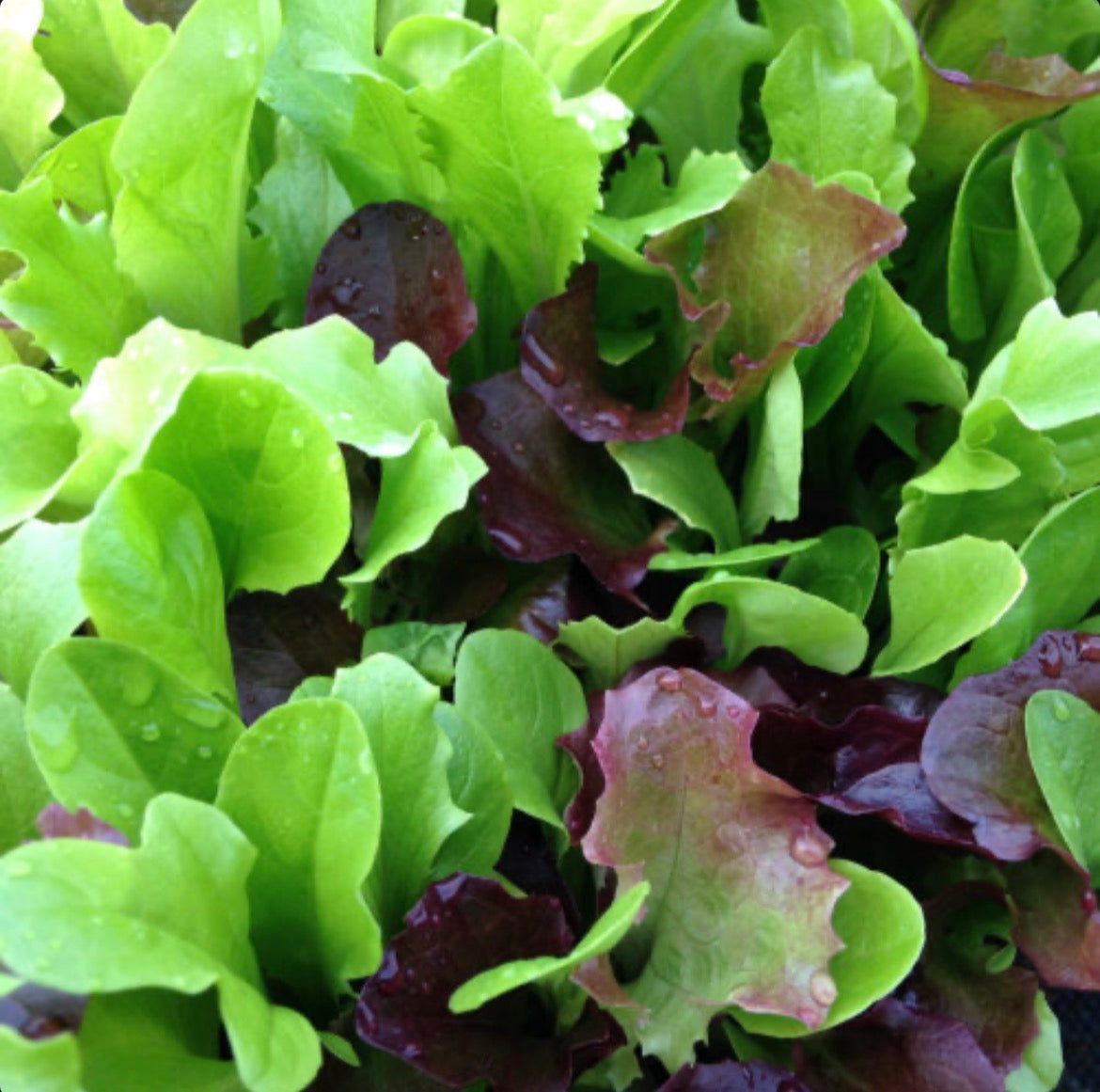 Salad Variety - 120g