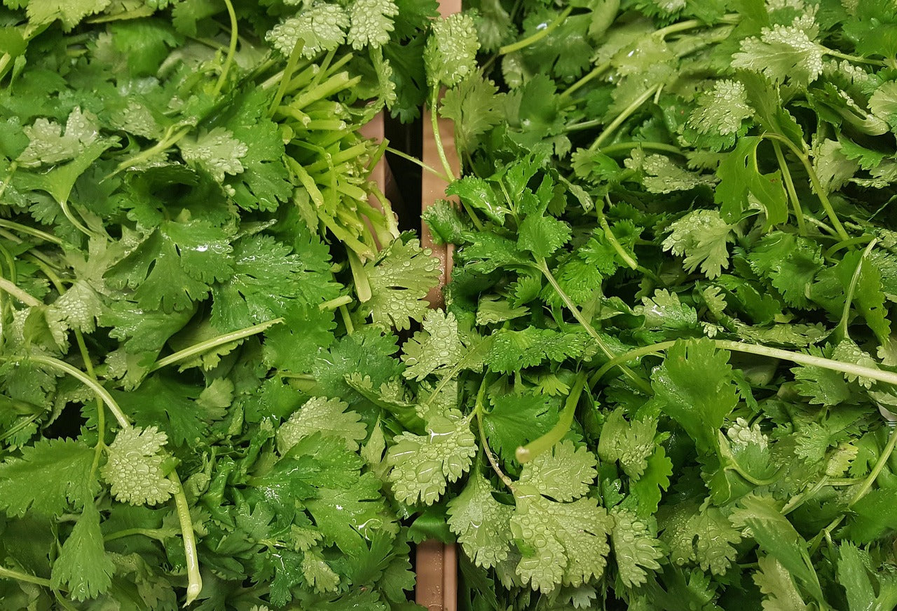Coriander - per 50g