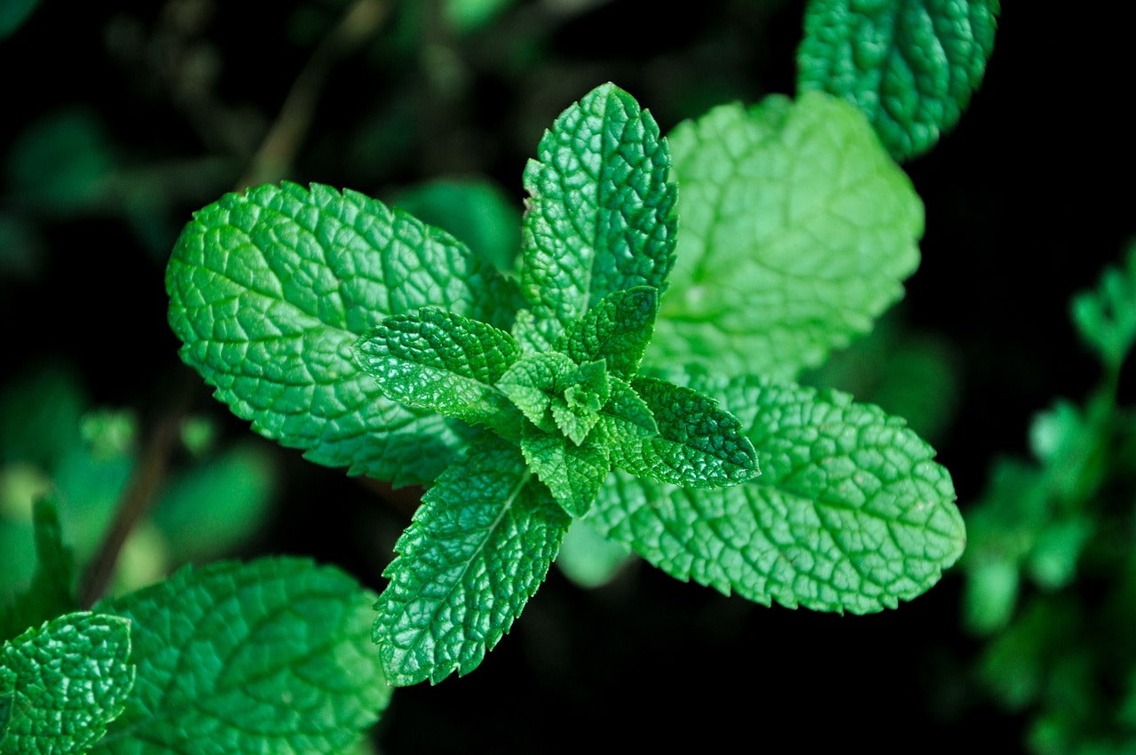 Mint - per 50g
