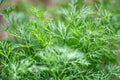 Dill - per 20g