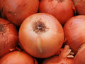 Onions (Brown) - per kg