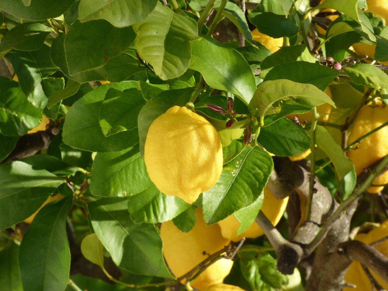 Lemons - per kg